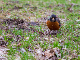 American Robin in a green grass field searching for worms and other insects in early spring in Montreal Canada.