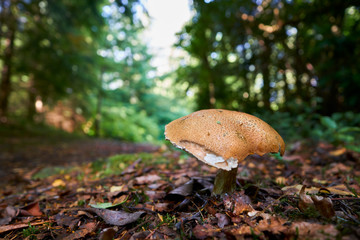 A close up of a toadstool on the forest floor, England, UK.