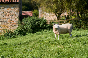 Obraz premium A sheep in a North Yorkshire farm, England, UK.