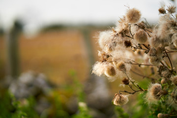 Close up of dried autumn thistle seeds.