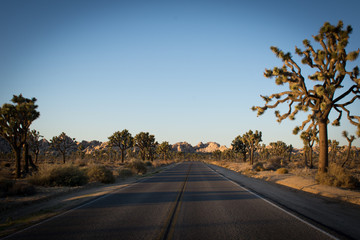 Fototapeta premium Joshua Tree Road