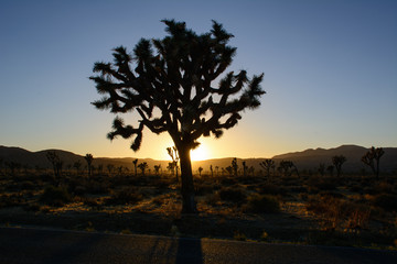 Joshua Tree
