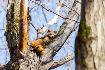 A reddish fur variety of Raccoon sitting in a tree watching the surroundings waiting to descend after danger has passed.