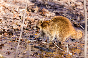 A reddish fur variety of Raccoon sitting in a tree watching the surroundings waiting to descend after danger has passed.