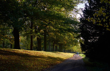 Fototapeta premium A tree lined avenue and track in the Derwent Valley near Newcastle Upon Tyne, England, UK.