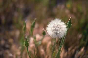Fluffy dandelion  in the meadow.