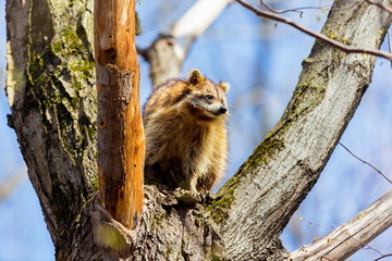 A reddish fur variety of Raccoon sitting in a tree watching the surroundings waiting to descend after danger has passed.