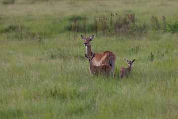 Uganda-Kobs (Kobus kob thomasi) mit Jungtier im Queen Elisabeth Nationalpark in Uganda, Afrika