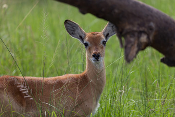 Junges Uganda-Kob (Kobus kob thomasi) im Queen Elisabeth Nationalpark in Uganda, Afrika