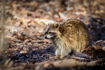 A reddish fur variety of Raccoon searching in a swamp for worms in early spring Quebec, Canada.