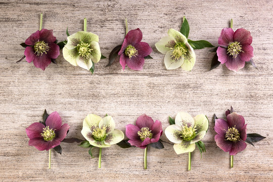 Purple white spring flowers on light brown rustic background. Top view, copy space