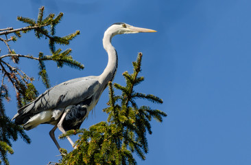 Big bird on branch