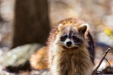A reddish fur variety of Raccoon searching in a swamp for worms in early spring Quebec, Canada.