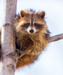A reddish fur variety of Raccoon sitting in a tree watching the surroundings waiting to descend after danger has passed.