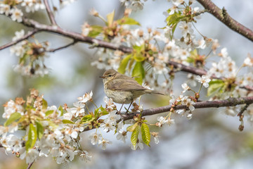 vogel im baum