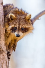Obraz premium A reddish fur variety of Raccoon sitting in a tree watching the surroundings waiting to descend after danger has passed.