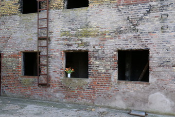 Urban Spring. Strauß Tulpen /Tulipanen im Fenster von einer verlassenen Fabrik. 