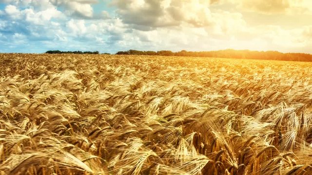 Golden wheat field. Agricultural background. 4k