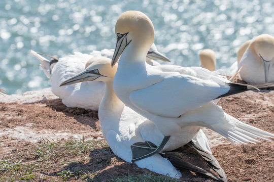 Northern Gannet Basstölpel on the island helgoland northsea