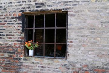 Fototapeta na wymiar Urban Spring. Strauß Tulpen /Tulipanen im Fenster von einer verlassenen Fabrik. 