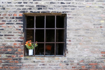 Fototapeta na wymiar Urban Spring. Strauß Tulpen /Tulipanen im Fenster von einer verlassenen Fabrik. 