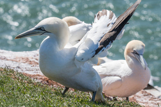 Northern Gannets at the island Helgoland Germany