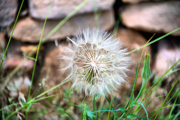 Dandelion