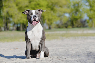 Blue staffordshire terrier for a walk