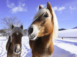 Pferde im Schnee