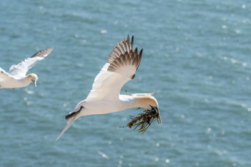 Fototapeta na wymiar Northern Gannets at the island Helgoland Germany