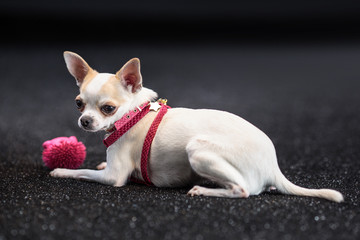 Little cute chihuahua lying, resting.