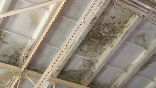 Building is ruined with moisture. Mould damage the walls and ceiling, green and black fungus