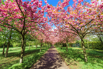flowers blossoming in park on a spring sunny day