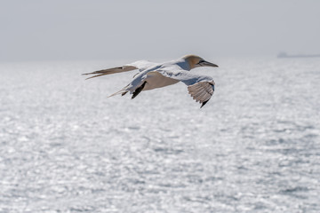 Northern Gannets at the island Helgoland Germany