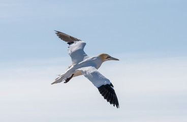 Fototapeta na wymiar Northern Gannets at the island Helgoland Germany