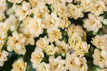 Abstract yellow flowers with dew props, top view, selective focus. Beautiful natural floral background, always fashionable modern color. For background , backdrop