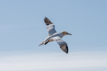 Northern Gannets at the island Helgoland Germany