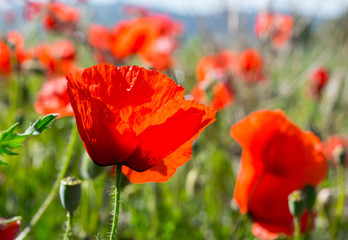 Obraz premium Kwitnące pole maku w Barcelonie, Hiszpania