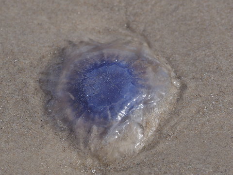 Qualle am Strand 