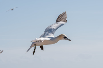 Northern Gannets at the island Helgoland Germany