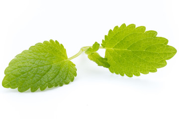 Fresh mint leaves isolated on white background. © gitusik