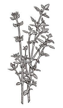 detailed black and white thyme plant clip art preview