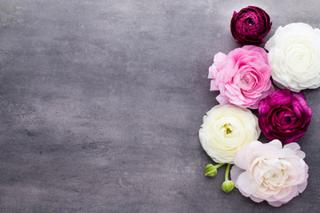 Beautiful colored ranunculus flowers on a gray background.