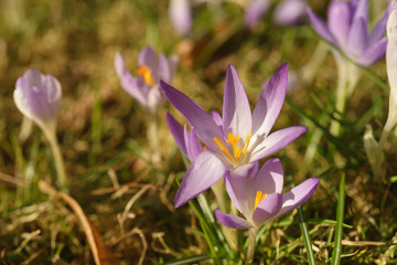 flowers blossoming in park on a spring sunny day