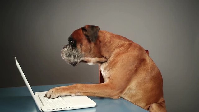 Boxer dog sitting at the chair and pressing keyboard on laptop.
