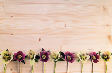 Vintage background with lenten roses or hellebore flowers in a row on wooden - obrazy, fototapety, plakaty