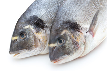 Fresh bream sea isolated on white background.