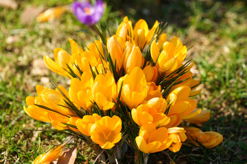 spring flowers blopssoming in a park