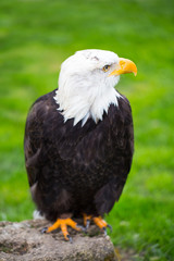 Portrait of a bald eagle on grass.