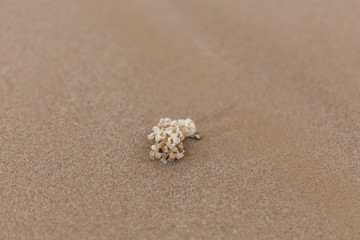 Fototapeta na wymiar coral on sand